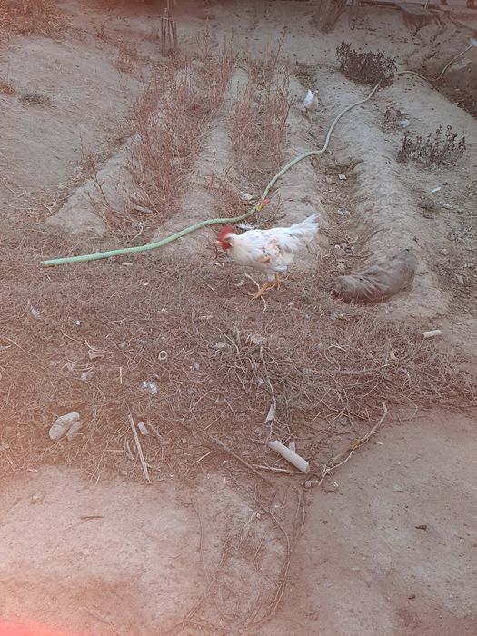 Xuroz sotiladi uyga bokilgan