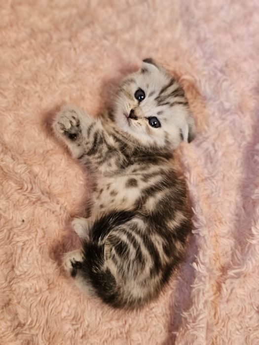 Купите счатья в дом!! Шотландские вислоухии