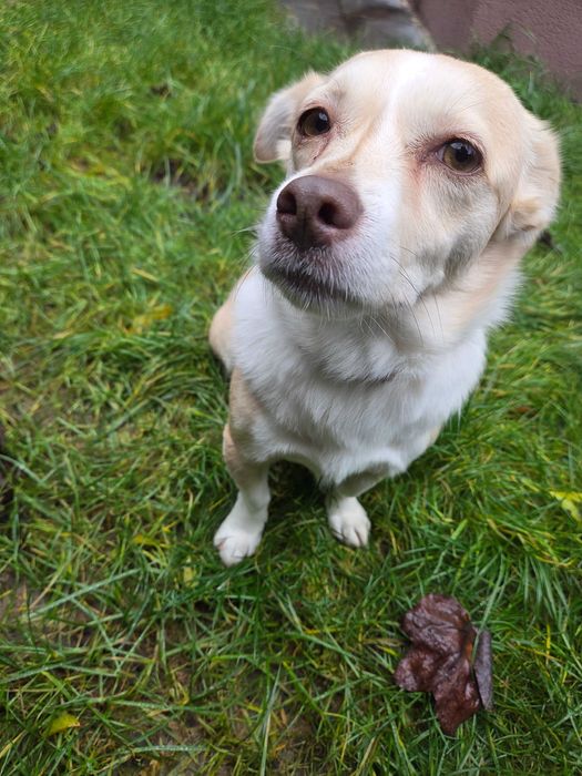 Doua cateluse de talie mica pentru adoptie