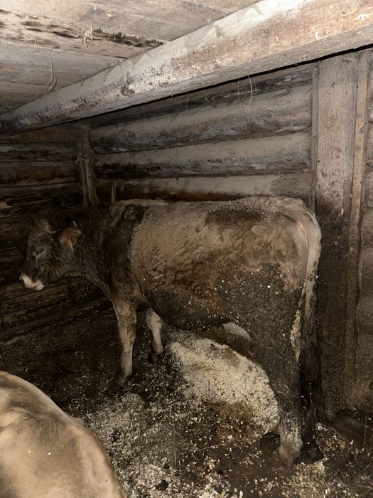 Taur de 1 an jumatate