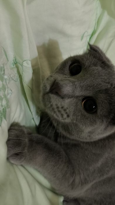 продается кот,.scottish fold
