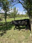 Taurasi Aberdeen Angus