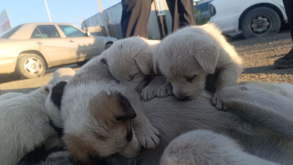 Отдам щенков даром