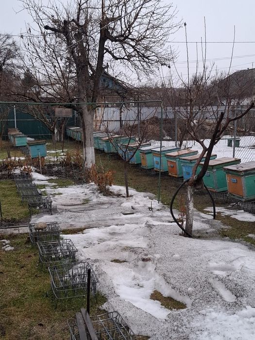 Продам пчел, пчелосемьи