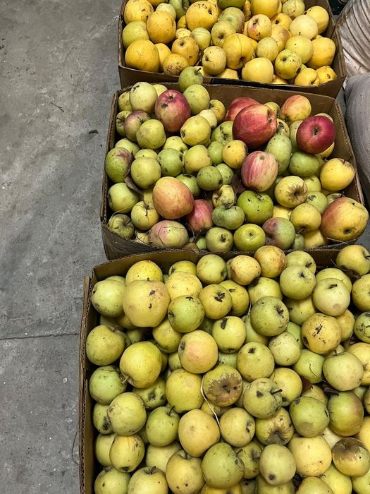 Яблоки со своего сада продам