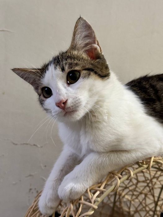 Котёнок бесплатно даром