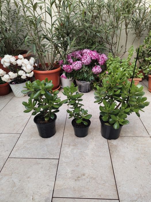 Arbore de jad - Crassula Ovata