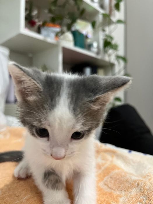 отдадим котят в добрые руки! Бесплатно!