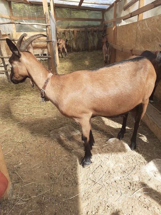 Vand tapisor de 8 luni