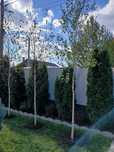 Mesteacăn betula pendula