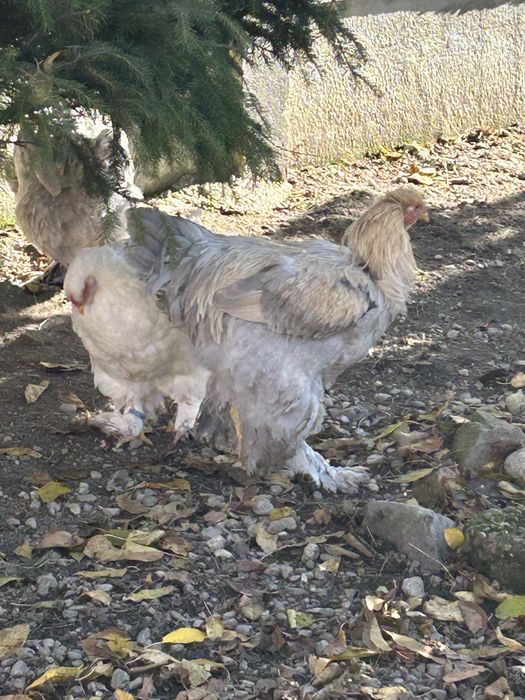 Vand gaini si cocosi