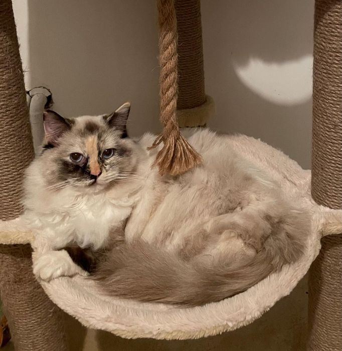 Pisica Ragdoll sterilizata