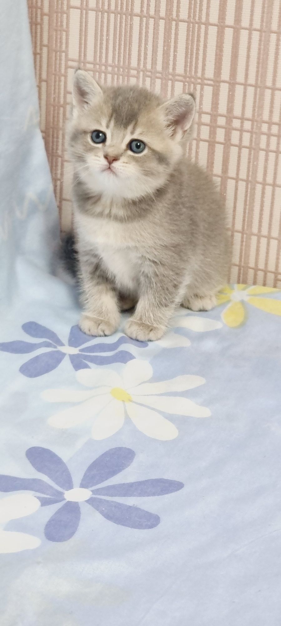 Шотланский Скотиш страйт голубое золото шиншила котёнок девочка.