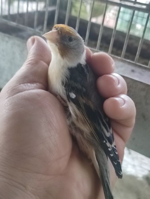 Diferite specii papagali și canari