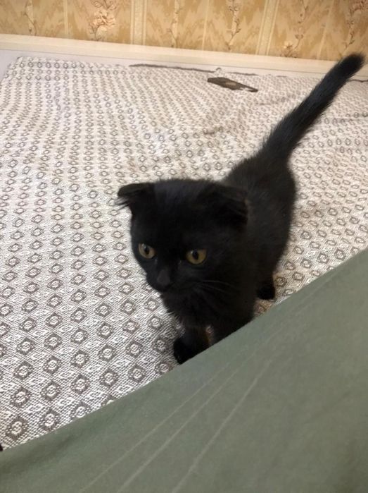 Вислоухий котенок