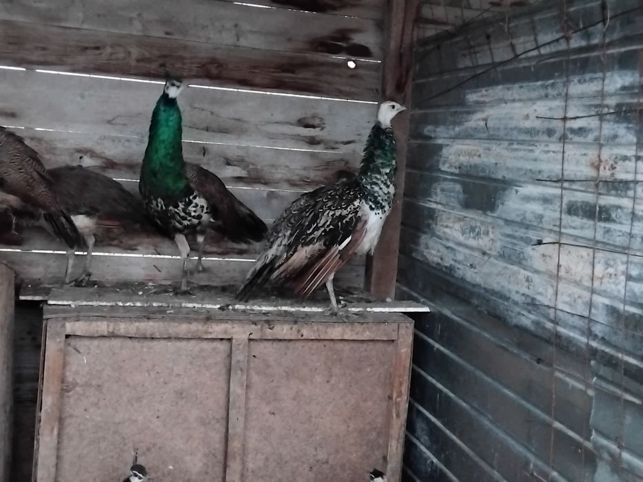 Pauni 2025 perechi si separat