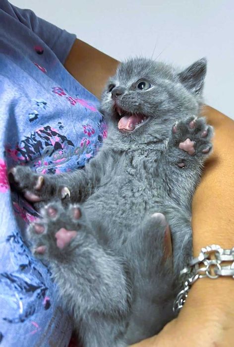 Pisic British Shorthair blue