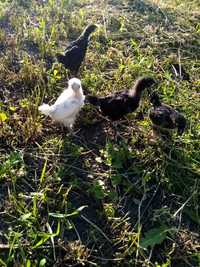 Vând pui Australorp