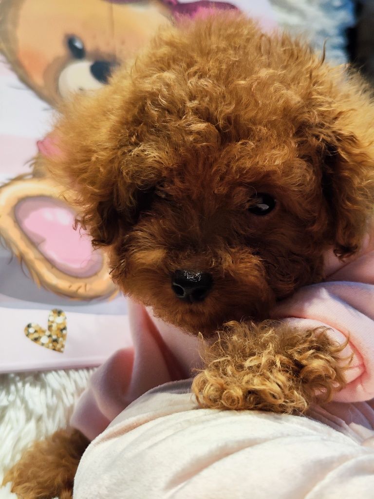 Пудел Той  / Toy poodle   Родословни