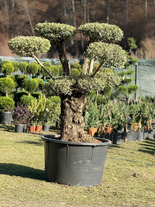 Maslin secular ( batran, gros ) Olea europaea,plante exotice, palmieri