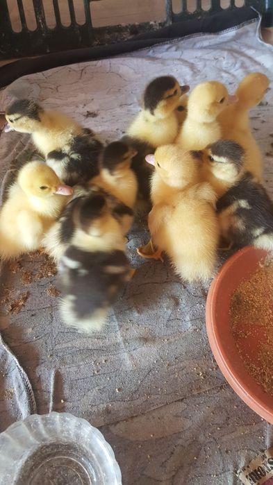 Ratuste lese diferite mărimi