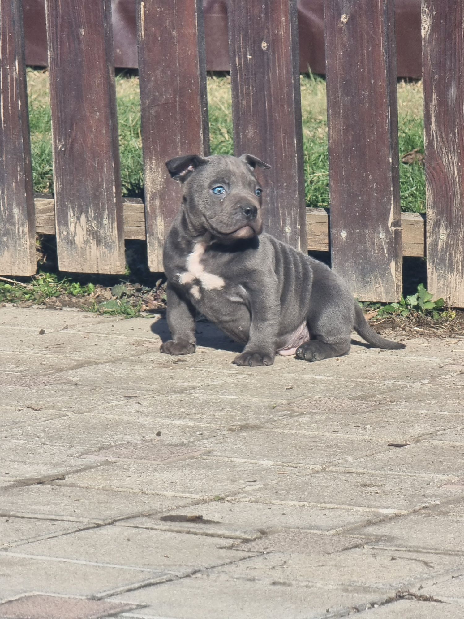 American Bully Pocket