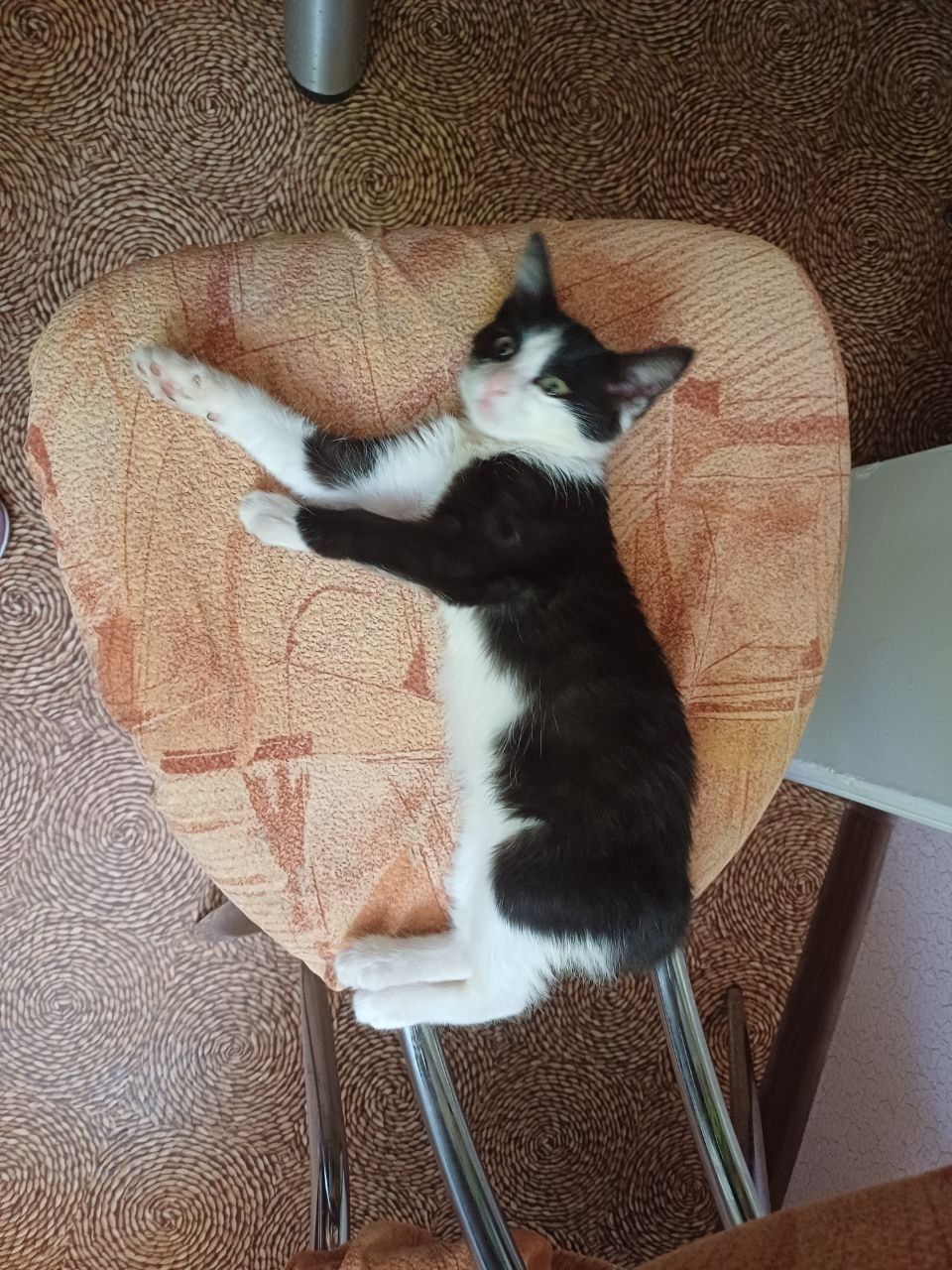 Отдам бесплатно котёнка