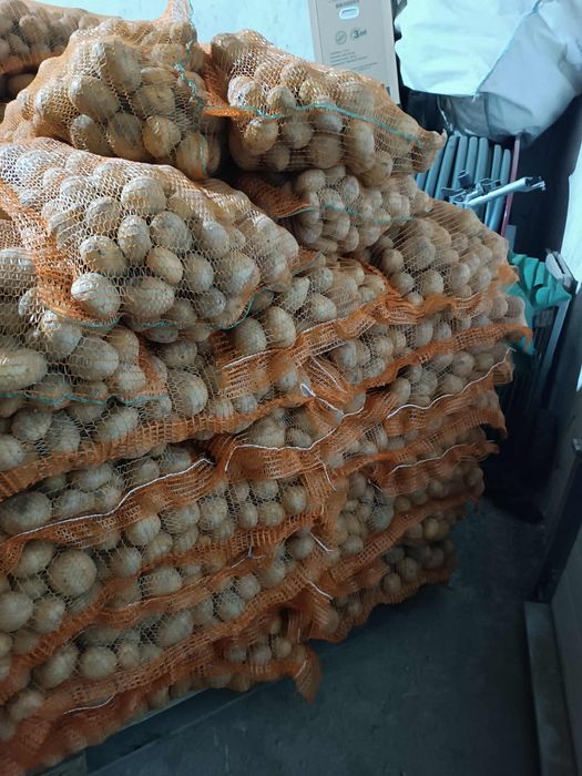 Cartofi Carrera-ultra sortat recent ambalat lasaci 25 de kile cusut