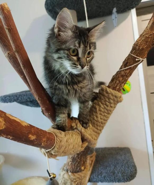 Котёнок девочка окрас табби ласковая нежная 5 месяцев