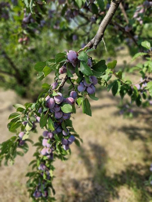 Pomi fructiferi de la producător
