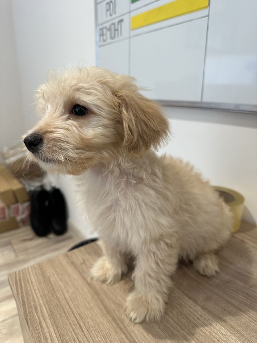 Продам мальтипу собачку