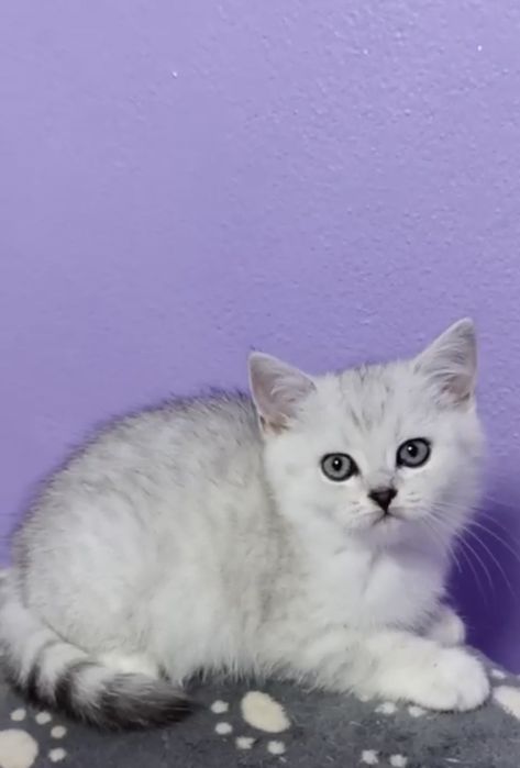 British chinchila silver