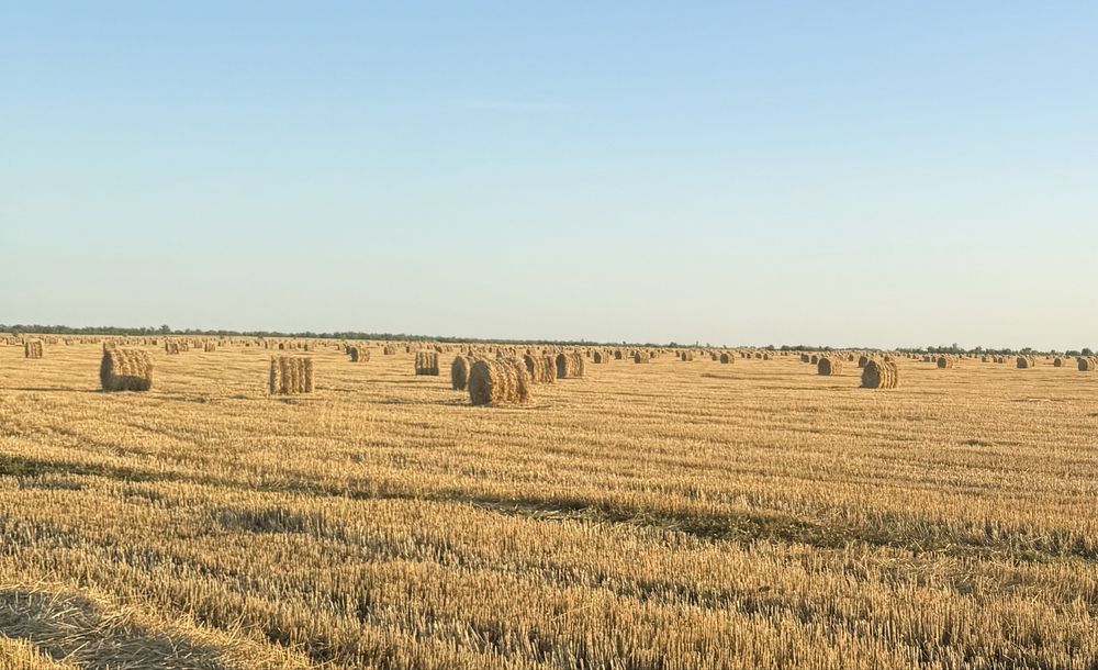 Продам солому озимую в рулонах