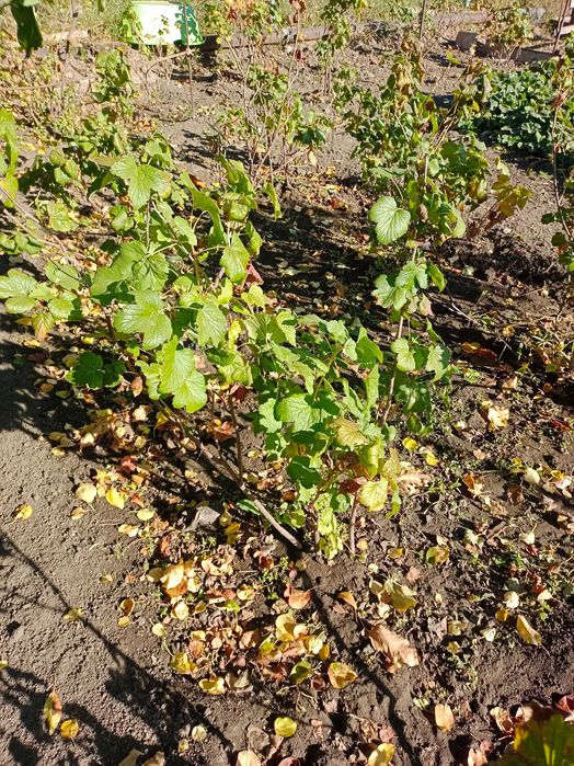 Продам саженцы чёрной смородины