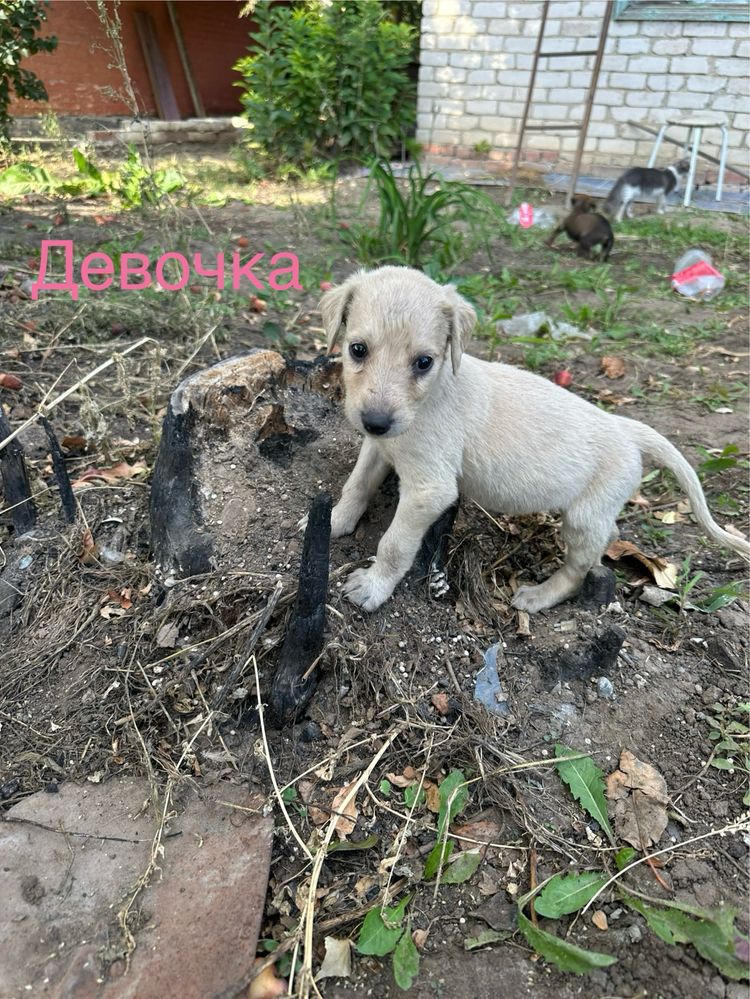 Щенята бесплатно