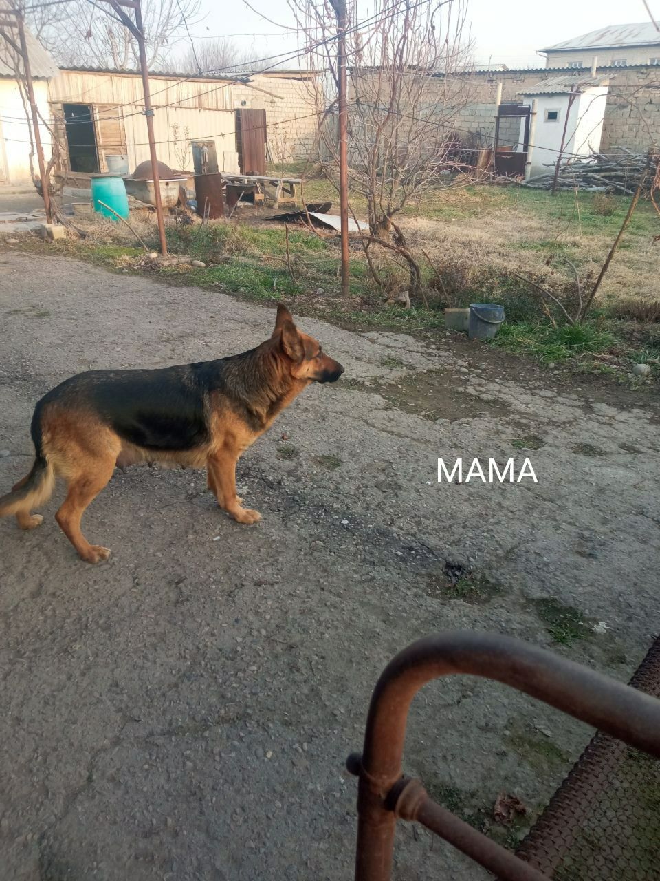 Продаются щенки немецкой овчарки, 2 месяца