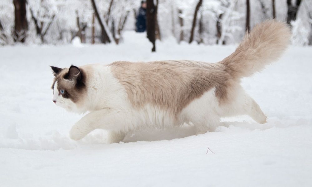 Кот Невский Маскарадный Вязка - Юный Чемпион!