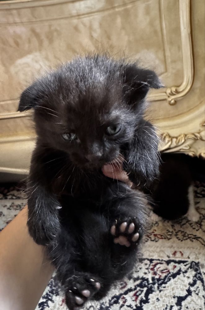 Котята хорошие руки