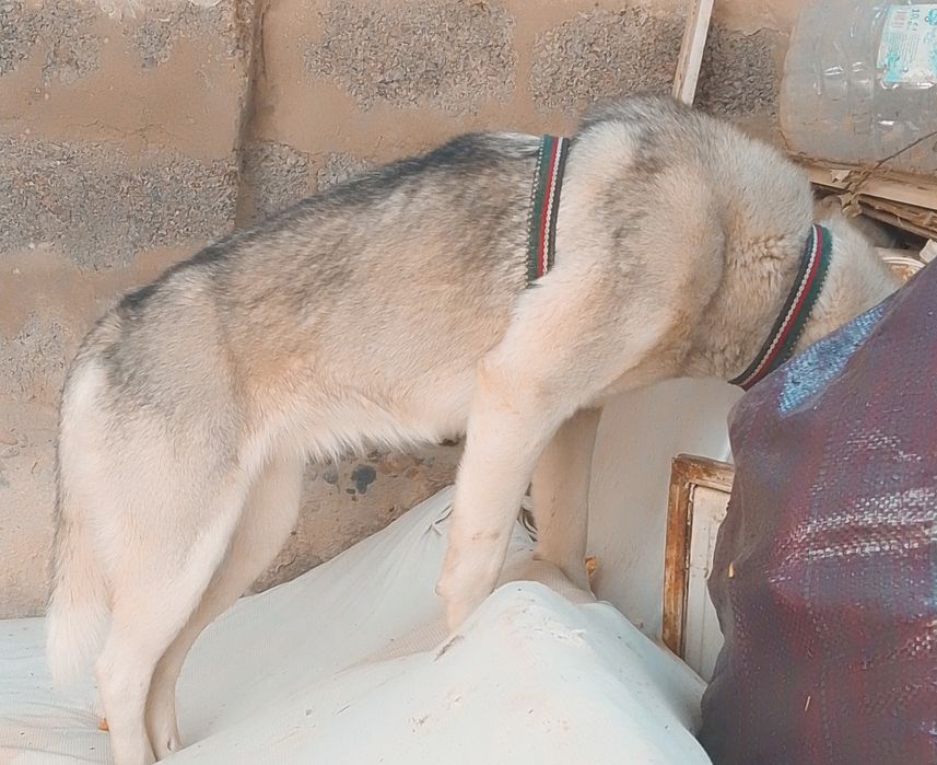 Хаски порода сабака