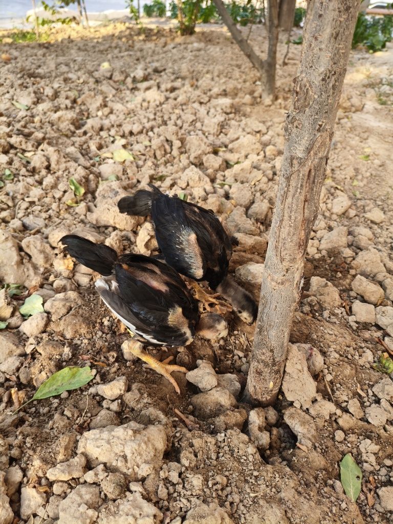 Dakan jojala para
