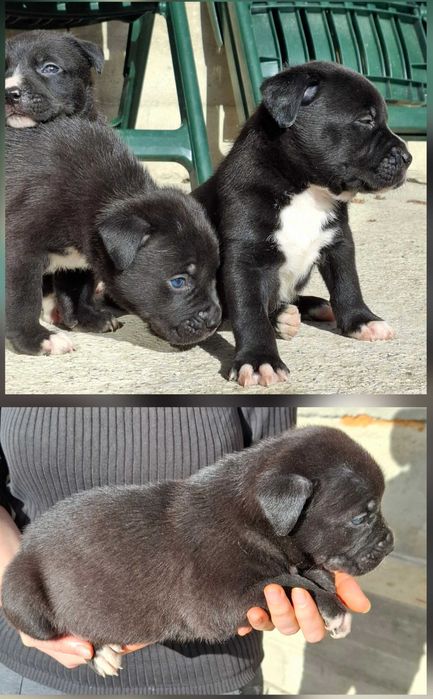 Pui caine metis amstaff cu ciobanesc