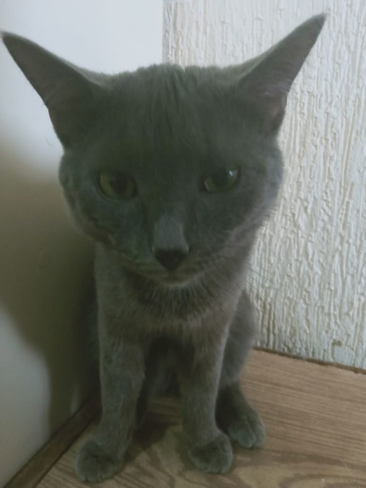 Кот по имени Лео