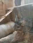 Chinchilla de vanzare