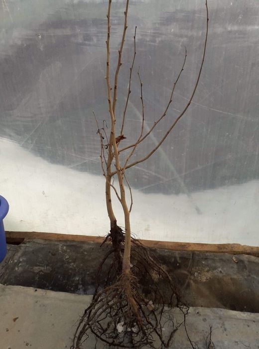 Puieti de alun micorizati