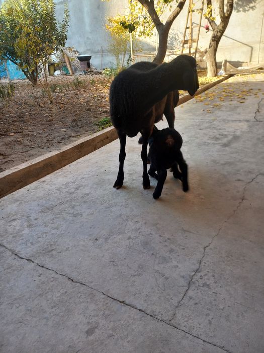 Ona bola sovliq sotiladi