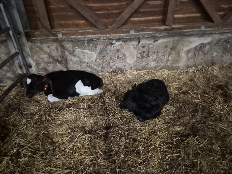 Viței sugari 5 bucăți