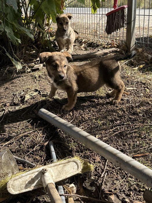 Catelusi pentru adoptie!