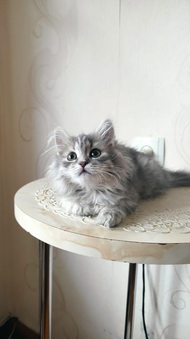 Отдам котенка в хорошие руки