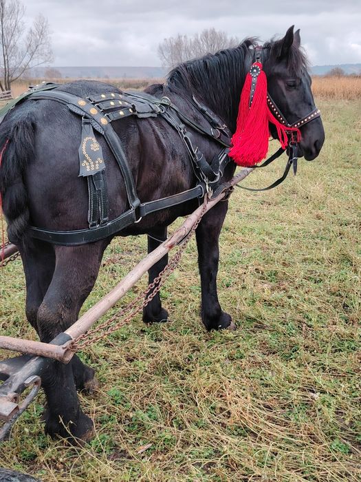 Vând mânz blând învățat la ham