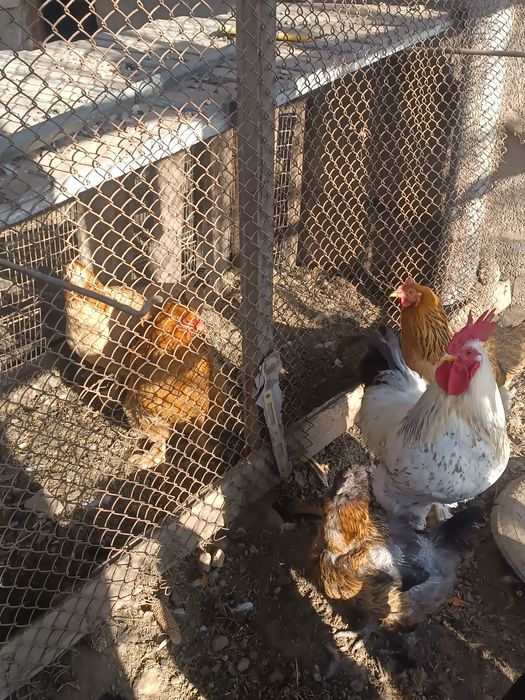 продам домашних курей..
